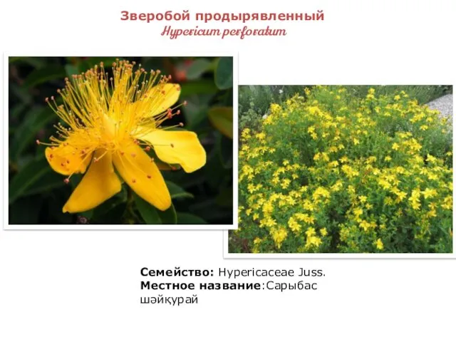 Зверобой продырявленный Hypericum perforatum Семейство: Hypericaceae Juss. Местное название:Сарыбас шәйқурай