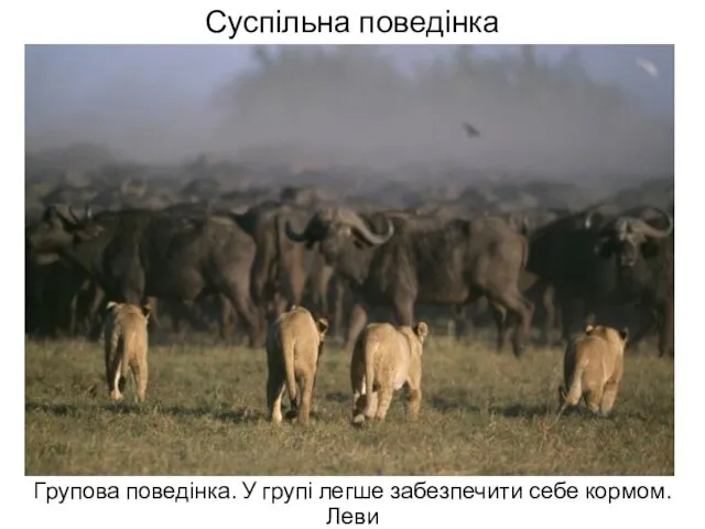 Суспільна поведінка Групова поведінка. У групі легше забезпечити себе кормом. Леви