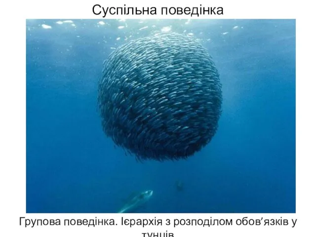 Суспільна поведінка Групова поведінка. Ієрархія з розподілом обов’язків у тунців