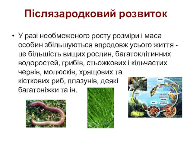 Післязародковий розвиток У разі необмеженого росту розміри і маса особин