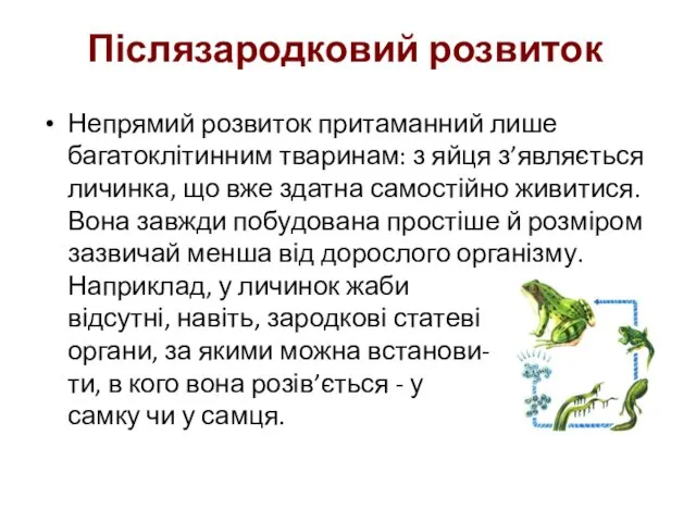 Непрямий розвиток притаманний лише багатоклітинним тваринам: з яйця з’являється личинка,