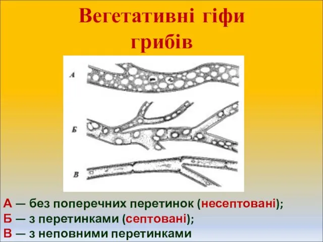 Вегетативні гіфи грибів А — без поперечних перетинок (несептовані); Б