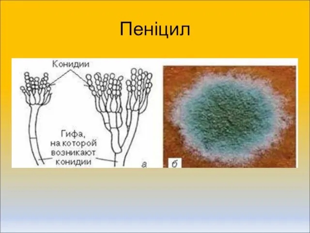 Пеніцил