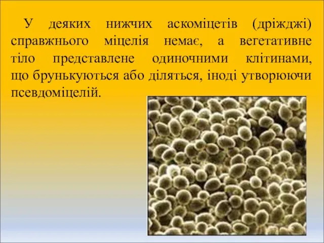 У деяких нижчих аскоміцетів (дріжджі) справжнього міцелія немає, а вегетативне