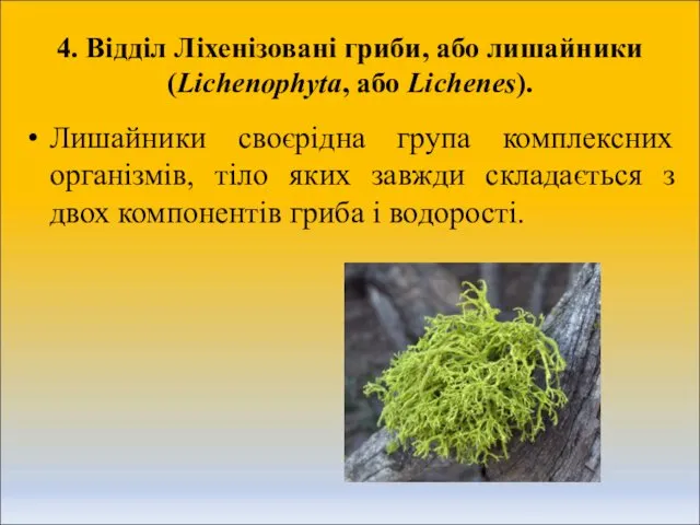 4. Відділ Ліхенізовані гриби, або лишайники (Liсhenophyta, або Lichenes). Лишайники