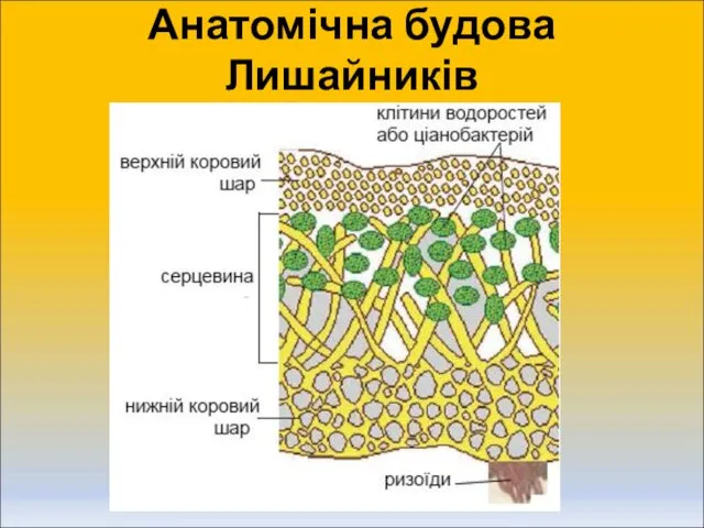 Анатомічна будова Лишайників