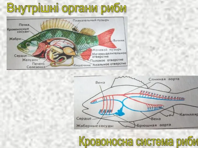 Внутрішні органи риби Кровоносна система риби