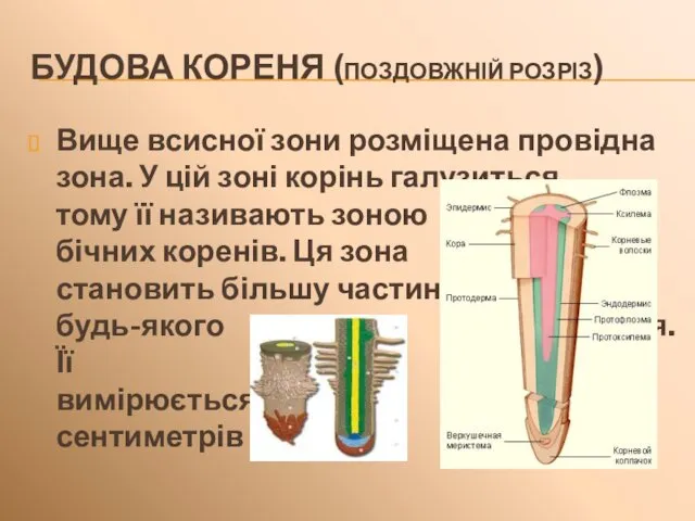 Вище всисної зони розміщена провідна зона. У цій зоні корінь