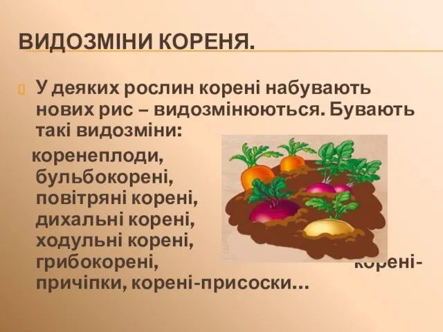 ВИДОЗМІНИ КОРЕНЯ. У деяких рослин корені набувають нових рис –