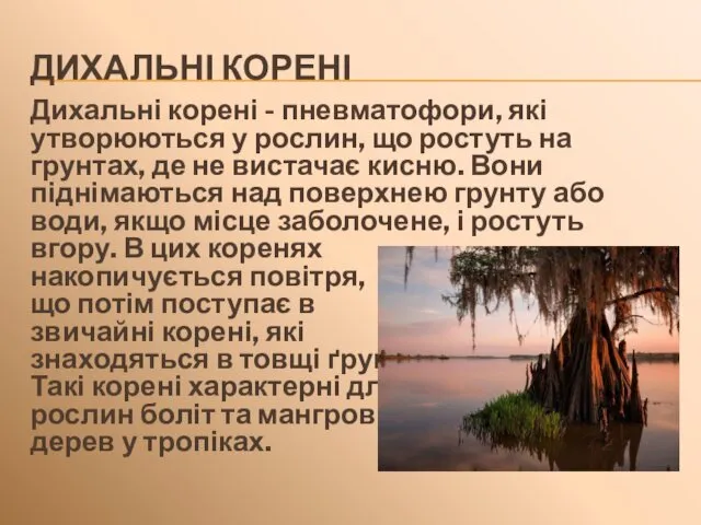 ДИХАЛЬНІ КОРЕНІ Дихальні корені - пневматофори, які утворюються у рослин,