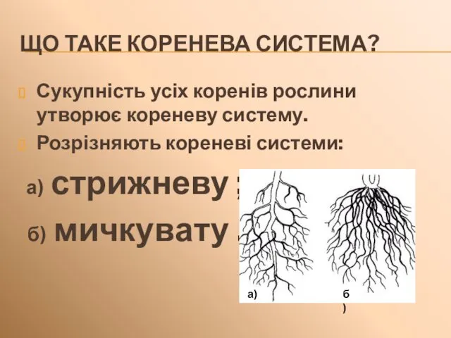 ЩО ТАКЕ КОРЕНЕВА СИСТЕМА? Сукупність усіх коренів рослини утворює кореневу