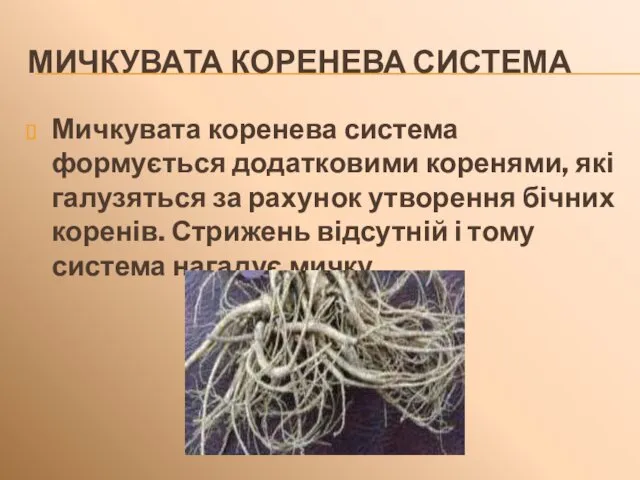 МИЧКУВАТА КОРЕНЕВА СИСТЕМА Мичкувата коренева система формується додатковими коренями, які