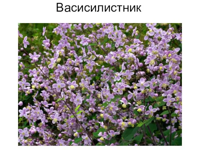 Васисилистник