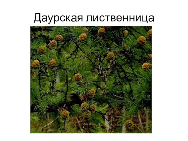 Даурская лиственница