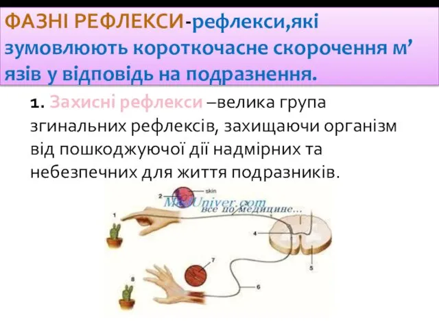 ФАЗНІ РЕФЛЕКСИ-рефлекси,які зумовлюють короткочасне скорочення м’язів у відповідь на подразнення. 1. Захисні рефлекси