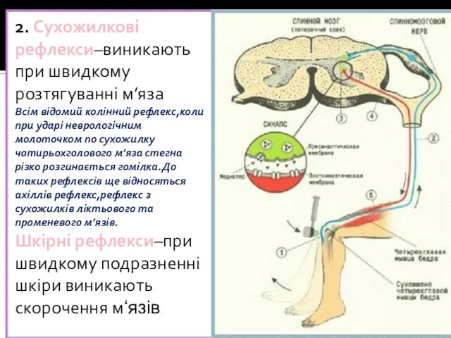 2. Сухожилкові рефлекси–виникають при швидкому розтягуванні м’яза Всім відомий колінний рефлекс,коли при ударі