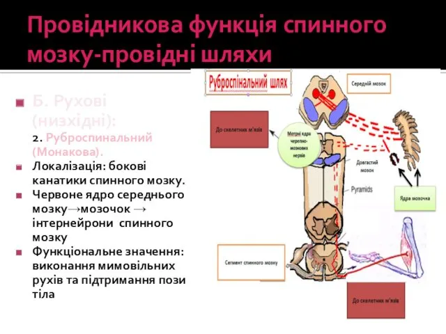 Провідникова функція спинного мозку-провідні шляхи Б. Рухові (низхідні): 2. Руброспинальний (Монакова). Локалізація: бокові