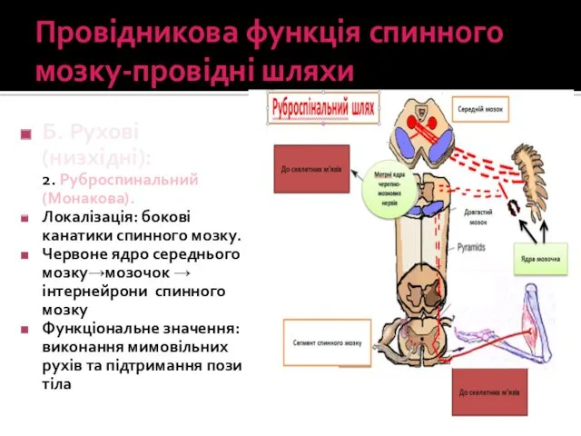 Провідникова функція спинного мозку-провідні шляхи Б. Рухові (низхідні): 2. Руброспинальний