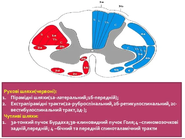 Рухові шляхи(червоні): Пірамідні шляхи(1а-латеральний;1б-передній); Екстрапірамідні тракти(2а-руброспінальний,2б-ретикулоспинальний,2с-вестибулоспинальний тракт,2д-); Чутливі шляхи: 3а-тонкий пучок Бурдаха;3в-клиновидний пучок