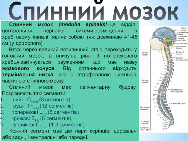 Спинний мозок Спинний мозок (medulla spinalis]–це відділ центральної нервової ситеми,розміщений