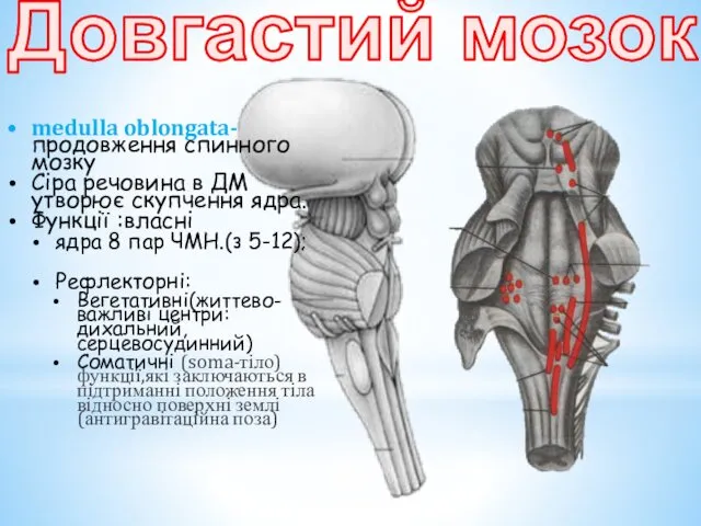 Довгастий мозок medulla oblongata-продовження спинного мозку Сіра речовина в ДМ утворює скупчення ядра.