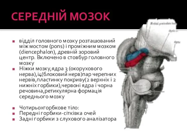 СЕРЕДНІЙ МОЗОК відділ головного мозку розташований між мостом (pons) і проміжним мозком (diencephalon),