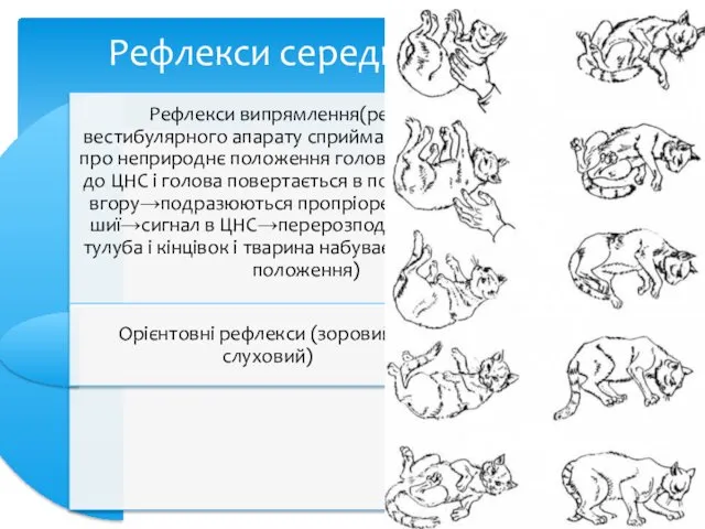 Рефлекси середнього мозку: