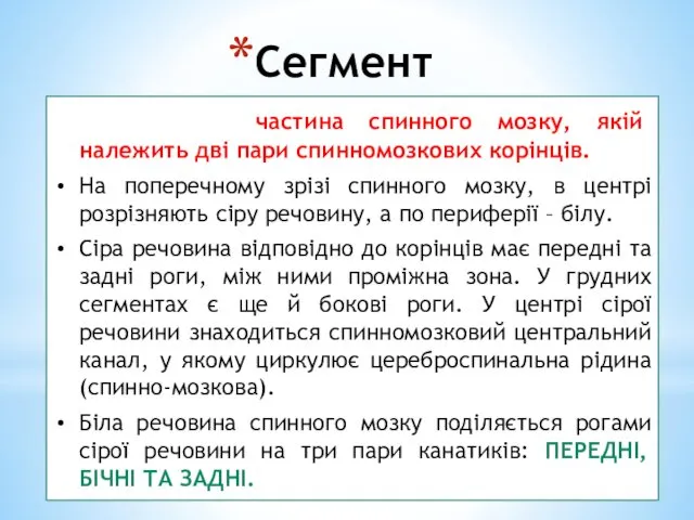 Сегмент сегмент- частина спинного мозку, якій належить дві пари спинномозкових