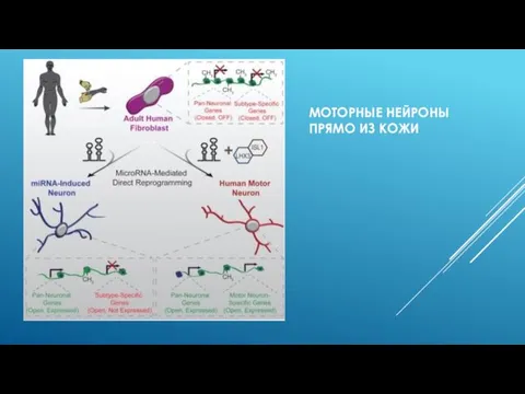 МОТОРНЫЕ НЕЙРОНЫ ПРЯМО ИЗ КОЖИ