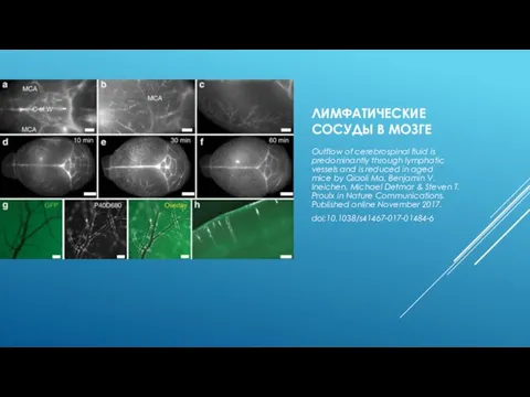 ЛИМФАТИЧЕСКИЕ СОСУДЫ В МОЗГЕ Outflow of cerebrospinal fluid is predominantly