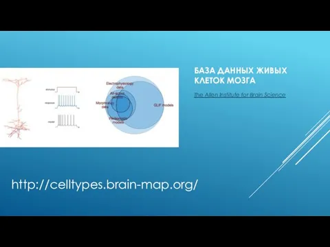 БАЗА ДАННЫХ ЖИВЫХ КЛЕТОК МОЗГА The Allen Institute for Brain Science http://celltypes.brain-map.org/