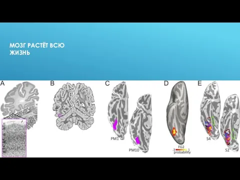 МОЗГ РАСТЁТ ВСЮ ЖИЗНЬ