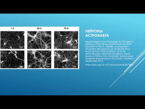 НЕЙРОНЫ АСТРОНАВТА Morphological and Physiological Changes in Mature In Vitro