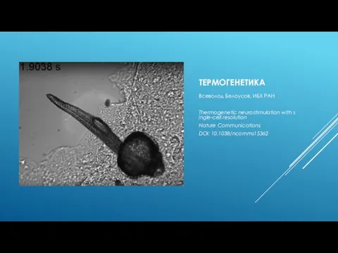 ТЕРМОГЕНЕТИКА Всеволод Белоусов, ИБХ РАН Thermogenetic neurostimulation with single-cell resolution Nature Communications DOI: 10.1038/ncomms15362