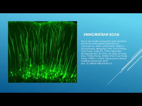 УМНОЖИТЕЛИ БОЛИ Touch and tactile neuropathic pain sensitivity are set