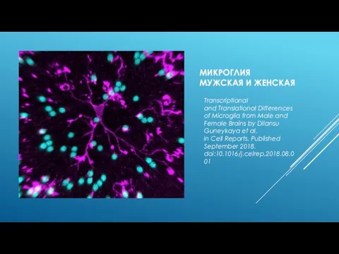 МИКРОГЛИЯ МУЖСКАЯ И ЖЕНСКАЯ Transcriptional and Translational Differences of Microglia