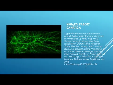 УВИДЕТЬ РАБОТУ СИНАПСА A genetically encoded fluorescent acetylcholine indicator for