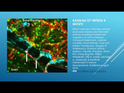 КАНАЛЫ ОТ ЧЕРЕПА К МОЗГУ Direct vascular channels connect skull