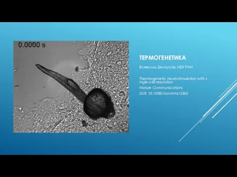 ТЕРМОГЕНЕТИКА Всеволод Белоусов, ИБХ РАН Thermogenetic neurostimulation with single-cell resolution Nature Communications DOI: 10.1038/ncomms15362