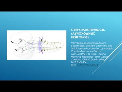 СВЕРХПЛАСТИЧНОСТЬ «ЛУНОХОДНЫХ НЕЙРОНОВ» MDN brain descending neurons coordinately activate backward