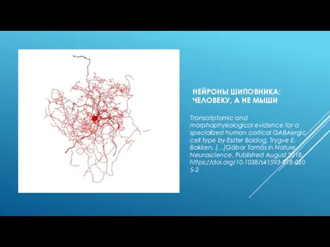 НЕЙРОНЫ ШИПОВНИКА: ЧЕЛОВЕКУ, А НЕ МЫШИ Transcriptomic and morphophysiological evidence