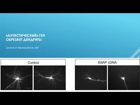 «АУТИСТИЧЕСКИЙ» ГЕН ОБРЕЗАЕТ ДЕНДРИТЫ Journal of Neuroscienсe, NIH