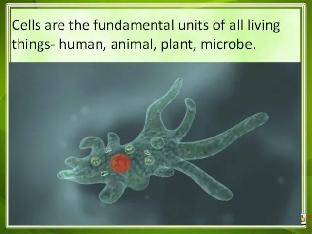 Cells are the fundamental units of all living things- human, animal, plant, microbe.