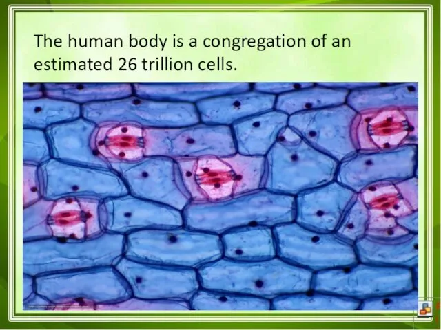 The human body is a congregation of an estimated 26 trillion cells.