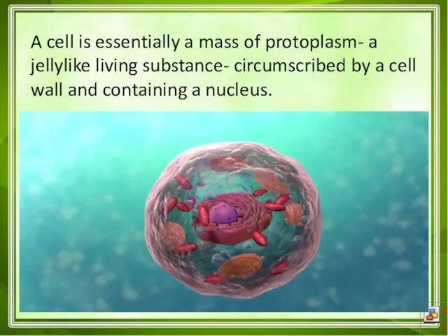 A cell is essentially a mass of protoplasm- a jellylike