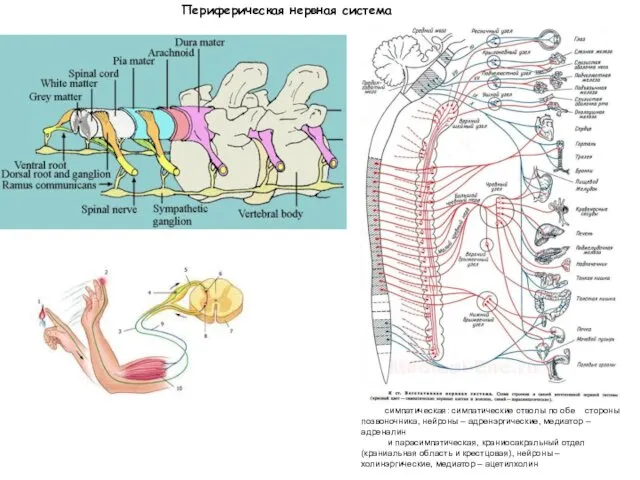 симпатическая: симпатические стволы по обе стороны позвоночника, нейроны – адренэргические,