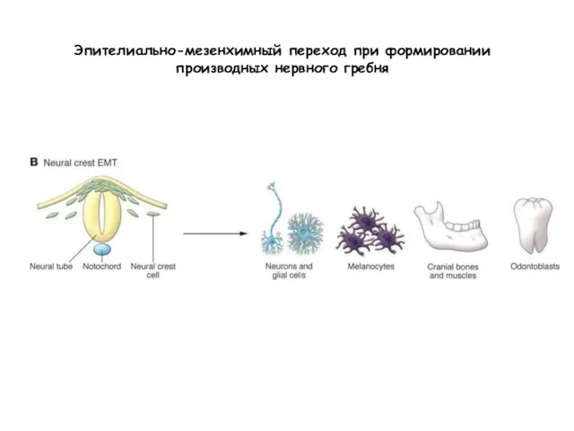 Эпителиально-мезенхимный переход при формировании производных нервного гребня