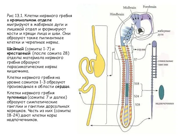 Рис 13.1. Клетки нервного гребня в краниальном отделе мигрируют в