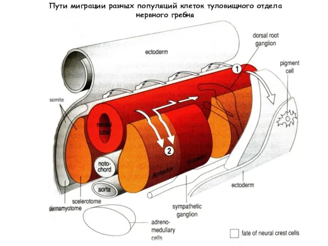 Пути миграции разных популяций клеток туловищного отдела нервного гребня