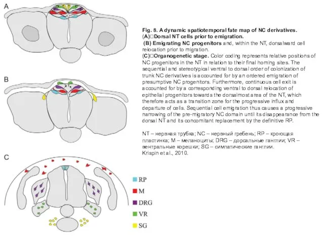 Fig. 8. A dynamic spatiotemporal fate map of NC derivatives.